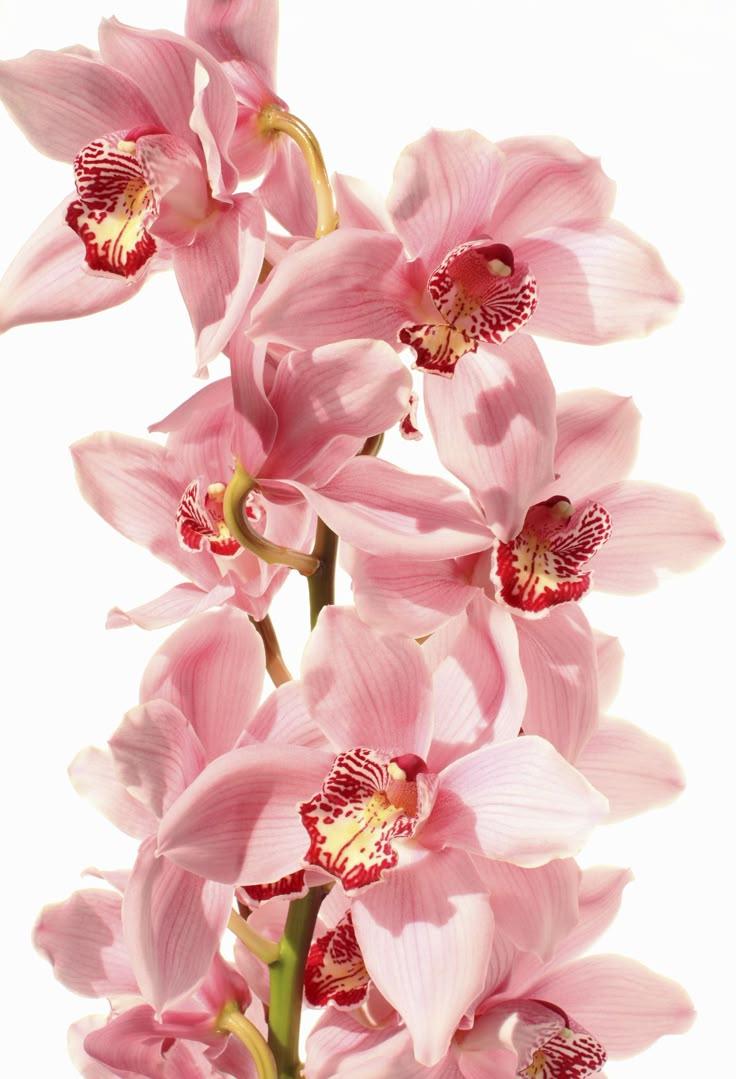 Enchanted Eden Garden Bouquet